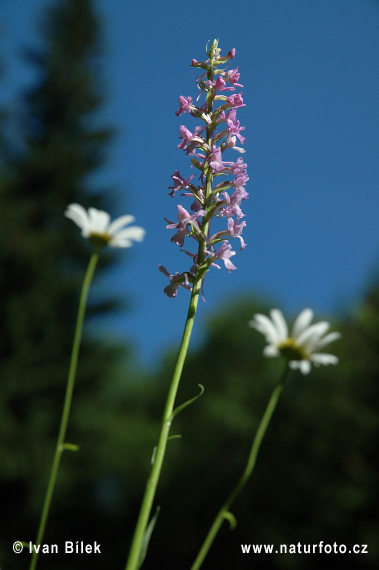 Päťprstnica obyčajná (Gymnadenia conopsea subsp. conopsea)