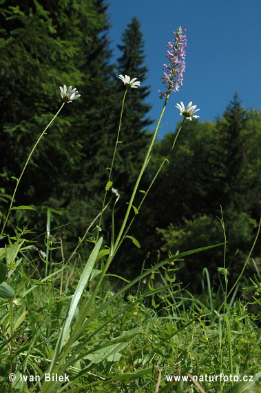 Päťprstnica obyčajná (Gymnadenia conopsea subsp. conopsea)