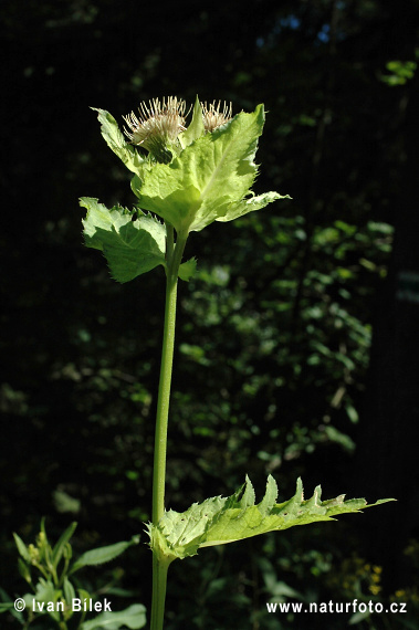 Pcháč zelinný (Cirsium oleraceum)