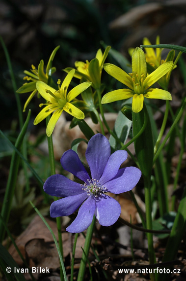 Pečeňovník trojlaločný (Hepatica nobilis)