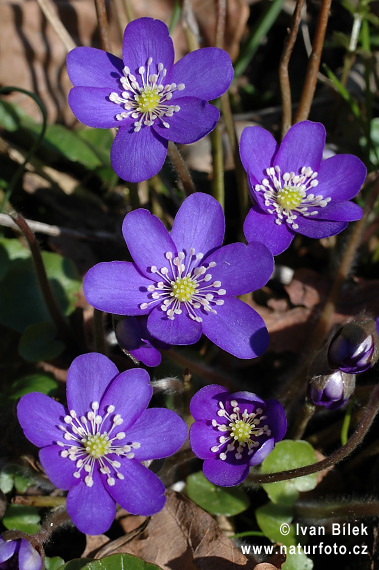 Pečeňovník trojlaločný (Hepatica nobilis)