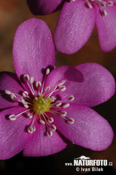 Pečeňovník trojlaločný (Hepatica nobilis)