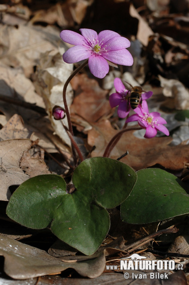 Pečeňovník trojlaločný (Hepatica nobilis)