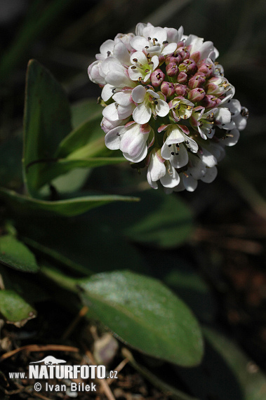 Peniažtek modrastý (Thlaspi caerulescens)