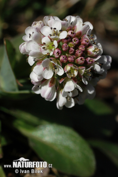 Peniažtek modrastý (Thlaspi caerulescens)