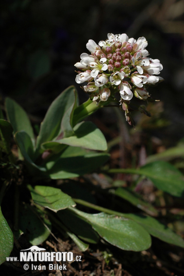 Peniažtek modrastý (Thlaspi caerulescens)