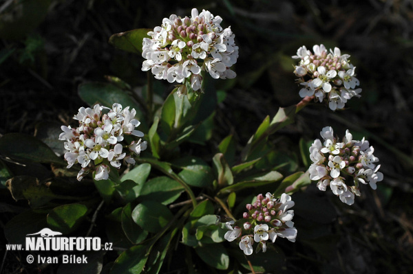 Peniažtek modrastý (Thlaspi caerulescens)