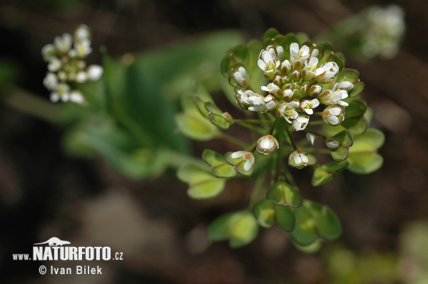 Peniažtek prerastenolistý (Thlaspi perfoliatum)