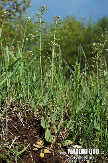 Peniažtek prerastenolistý (Thlaspi perfoliatum)