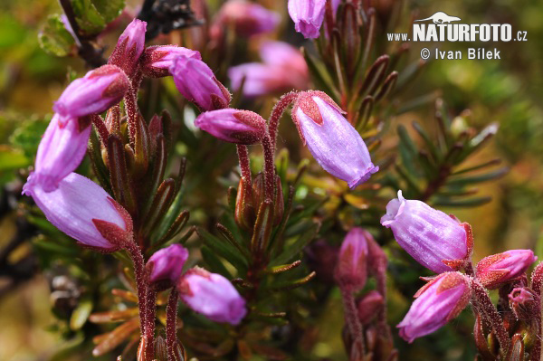 Phyllodoce caerulea (Phyllodoce caerulea)