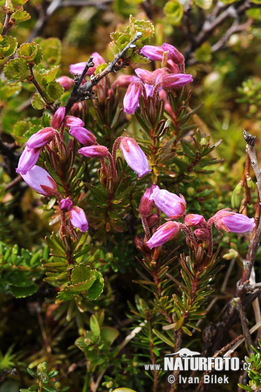 Phyllodoce caerulea (Phyllodoce caerulea)