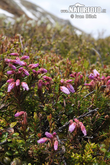 Phyllodoce caerulea (Phyllodoce caerulea)