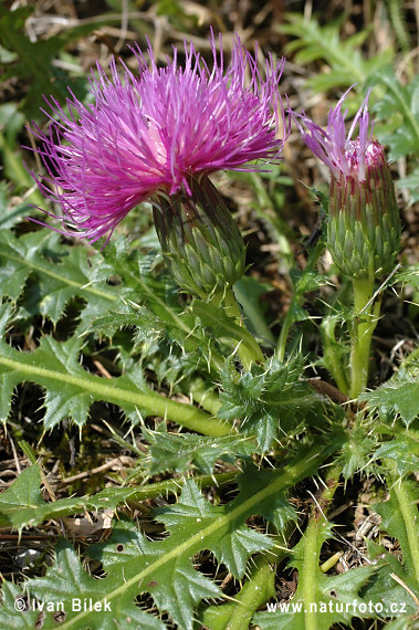 Pichliač bezbyľový (Cirsium acaule)