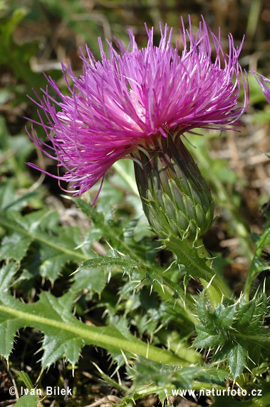 Pichliač bezbyľový (Cirsium acaule)