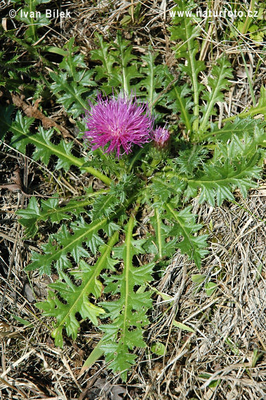 Pichliač bezbyľový (Cirsium acaule)