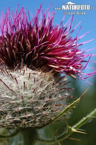 Pichliač bielohlavý (Cirsium eriophorum)