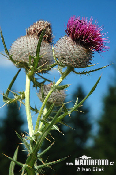 Pichliač bielohlavý (Cirsium eriophorum)