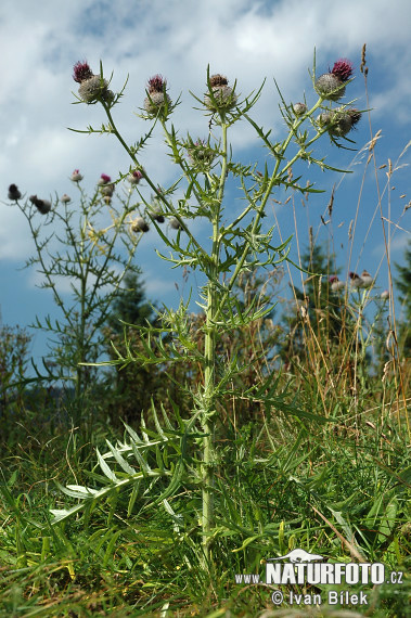 Pichliač bielohlavý (Cirsium eriophorum)