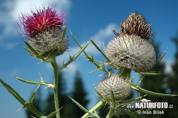 Pichliač bielohlavý (Cirsium eriophorum)