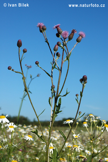 Pichliač roľný (Cirsium arvense)