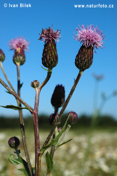 Pichliač roľný (Cirsium arvense)