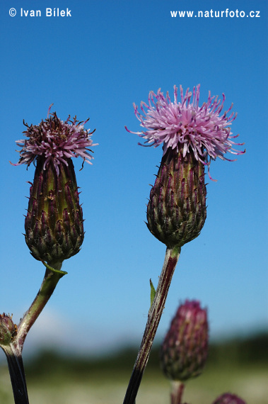 Pichliač roľný (Cirsium arvense)