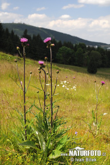 Pichliač rôznolistý (Cirsium heterophyllum)