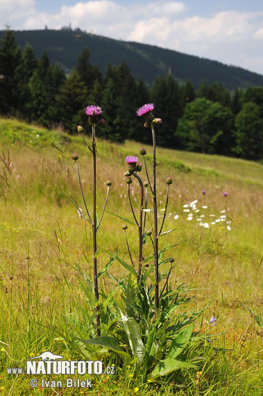 Pichliač rôznolistý (Cirsium heterophyllum)