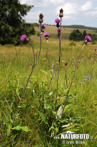 Pichliač rôznolistý (Cirsium heterophyllum)