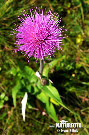 Pichliač rôznolistý (Cirsium heterophyllum)