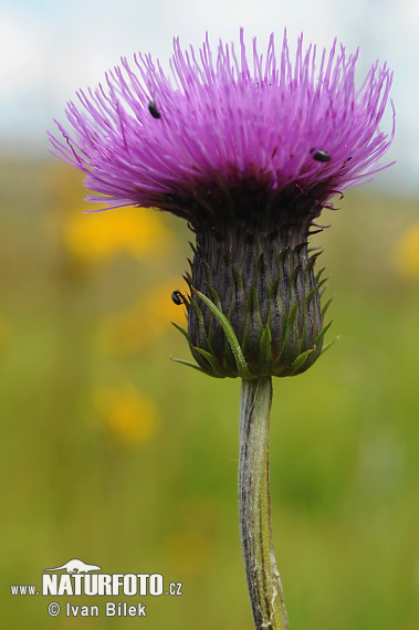 Pichliač rôznolistý (Cirsium heterophyllum)