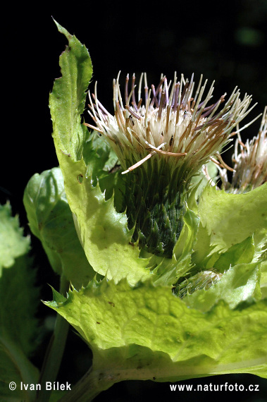 Pichliač zelinový (Cirsium oleraceum)