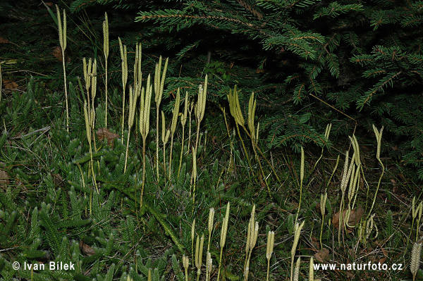 Plavúň obyčajný (Lycopodium clavatum)