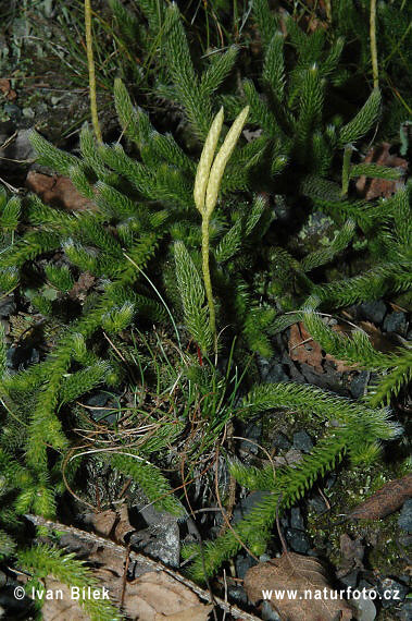 Plavuň vidlačka (Lycopodium clavatum)