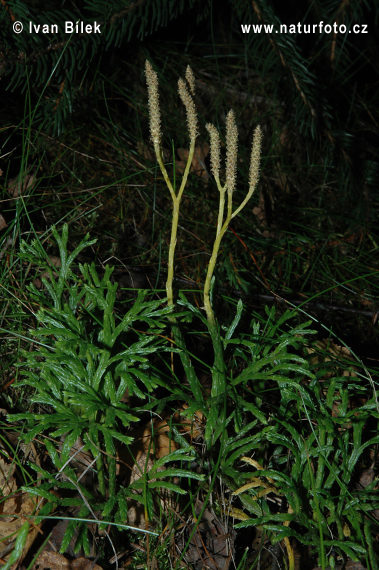 Plavúnik sploštený (Diphasiastrum complanatum)