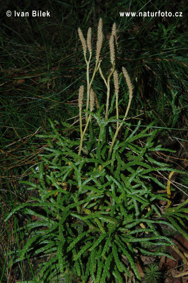 Plavúnik sploštený (Diphasiastrum complanatum)