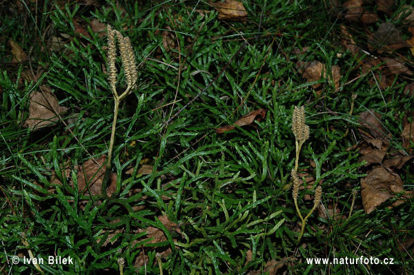 Plavúnik sploštený (Diphasiastrum complanatum)