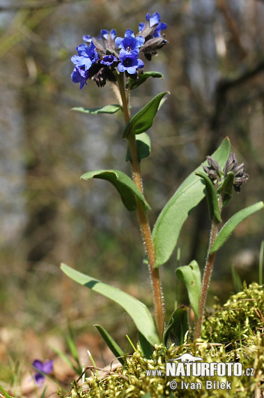 Plicník úzkolistý (Pulmonaria angustifolia)