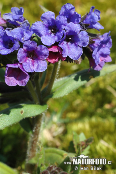 Pľúcnik úzkolistý (Pulmonaria angustifolia)