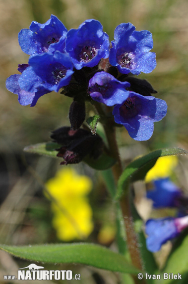 Pľúcnik úzkolistý (Pulmonaria angustifolia)