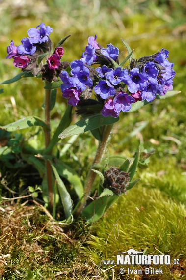 Pľúcnik úzkolistý (Pulmonaria angustifolia)