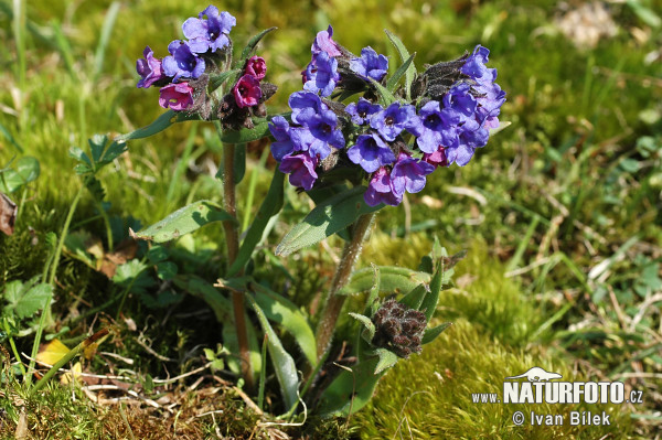 Pľúcnik úzkolistý (Pulmonaria angustifolia)