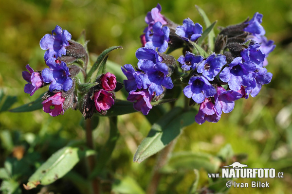 Pľúcnik úzkolistý (Pulmonaria angustifolia)