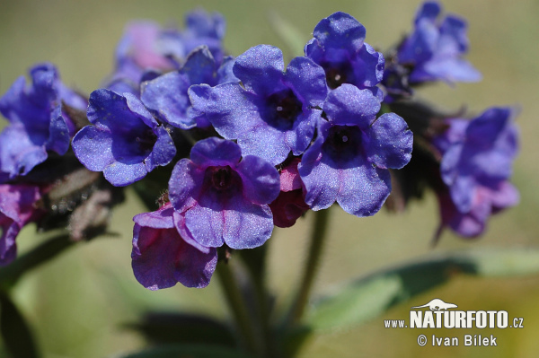 Pľúcnik úzkolistý (Pulmonaria angustifolia)