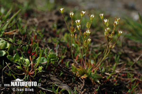 Pochybok dlhostopkatý (Androsace elongata)