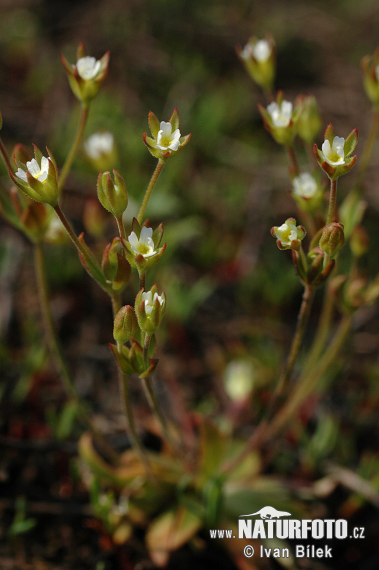 Pochybok dlhostopkatý (Androsace elongata)