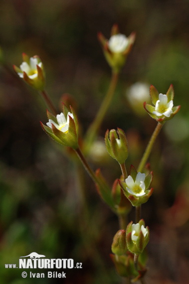 Pochybok dlhostopkatý (Androsace elongata)