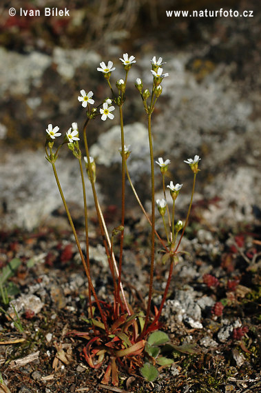 Pochybok severný (Androsace septentrionalis)