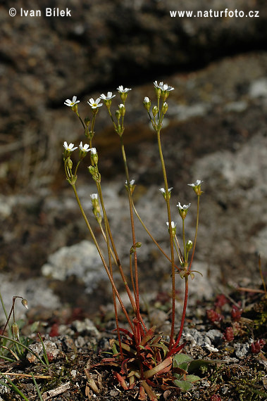 Pochybok severný (Androsace septentrionalis)