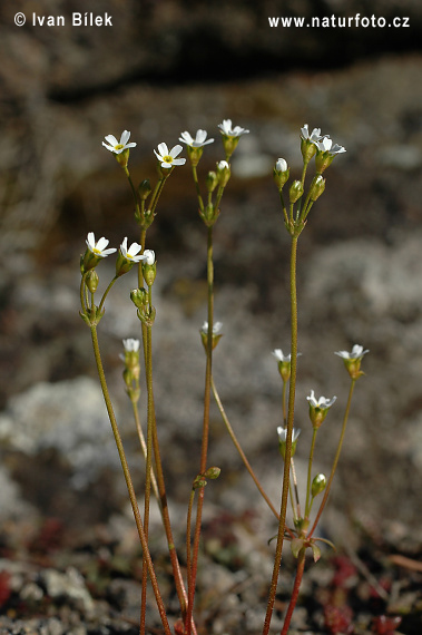 Pochybok severný (Androsace septentrionalis)